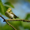 Budnicek lesni - Phylloscopus sibilatrix - Wood Warbler 5690